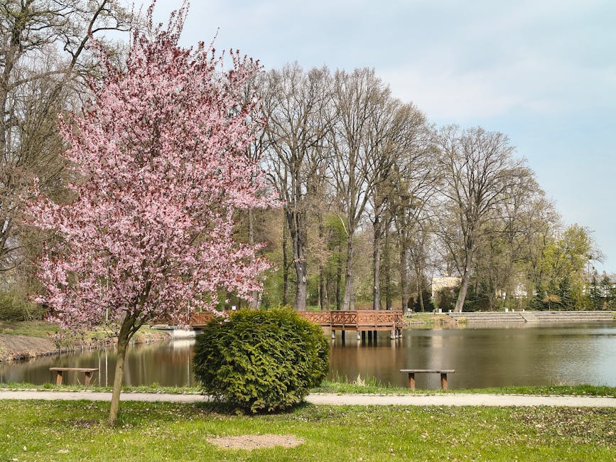 A tranquil riverside garden scene featuring a flowering pink blossom tree on the left, with delicate petals and a slender trunk, alongside a neatly trimmed, dense green shrub. A gravel pathway runs parallel to the water, bordered by a well-maintained grassy area with some fallen petals. In the background, calm river water reflects the surrounding leafless trees, indicating early spring, with a wooden footbridge crossing over the river. The scene is under soft natural light, highlighting the textures of wet soil, grass, and tree bark, with a peaceful atmosphere suitable for garden maintenance and landscaping work. The setting epitomizes the outdoor care themes emphasized by Gardeners Barnes on the Barnes Pond gardeners planting guide for riverside gardens.
