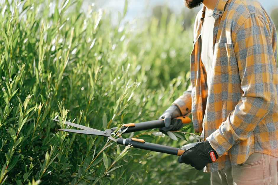 A person wearing a checkered shirt and black gloves is engaged in hedge trimming with a pair of long-handled hedge shears, focused on shaping a dense, green hedge in a garden. The hedge, composed of lush, leafy branches, appears well-maintained with trimmed edges, alongside visible soil beneath. The garden features neatly arranged garden beds and a well-kept lawn, with sunlight illuminating the scene, highlighting the textures of the wet soil, freshly cut leaves, and the trimmed edges of the hedge. In the background, additional greenery and trees contribute to a vibrant outdoor environment, with the scene emphasizing garden maintenance activities carried out by professionals such as Gardeners Barnes, who specialize in landscaping work and lawn care.