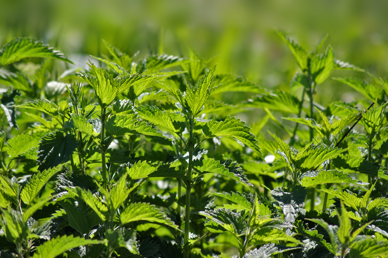 landscape design garden